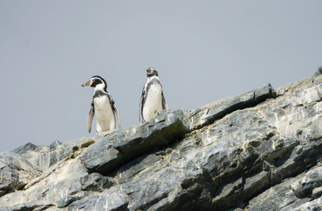 Plan RECOGE Pingüino de Humboldt: la estrategia que pretende evitar extinción de emblemática especie ya es oficial