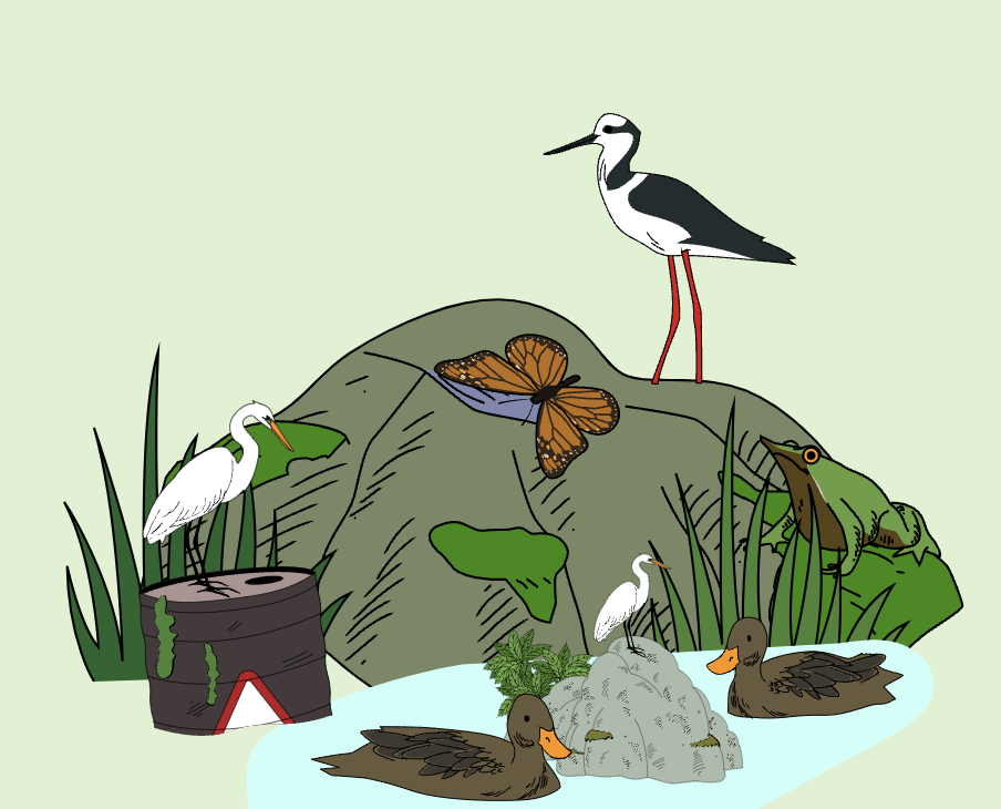 “¿Dónde están las especies?”: Medio Ambiente lanza lúdica campaña para visibilizar fauna nativa que está amenazada