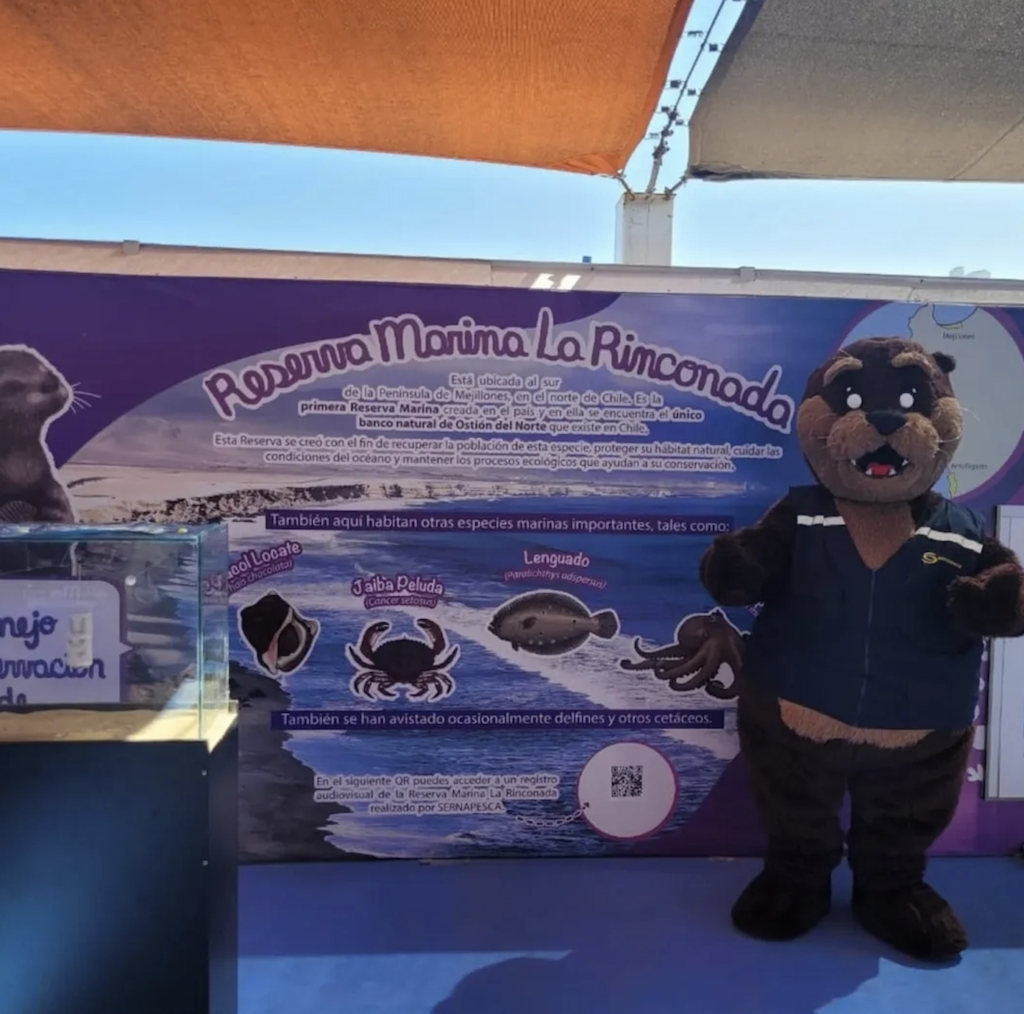 Últimas semanas para visitar la Muestra “Zoom marino, moluscos bajo amenaza” en el Campus Coloso de la Universidad de Antofagasta