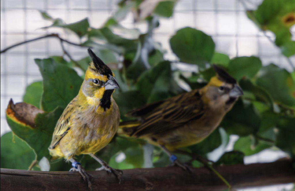Parque Tricao acoge a pareja de cardenales amarillos decomisados por el SAG