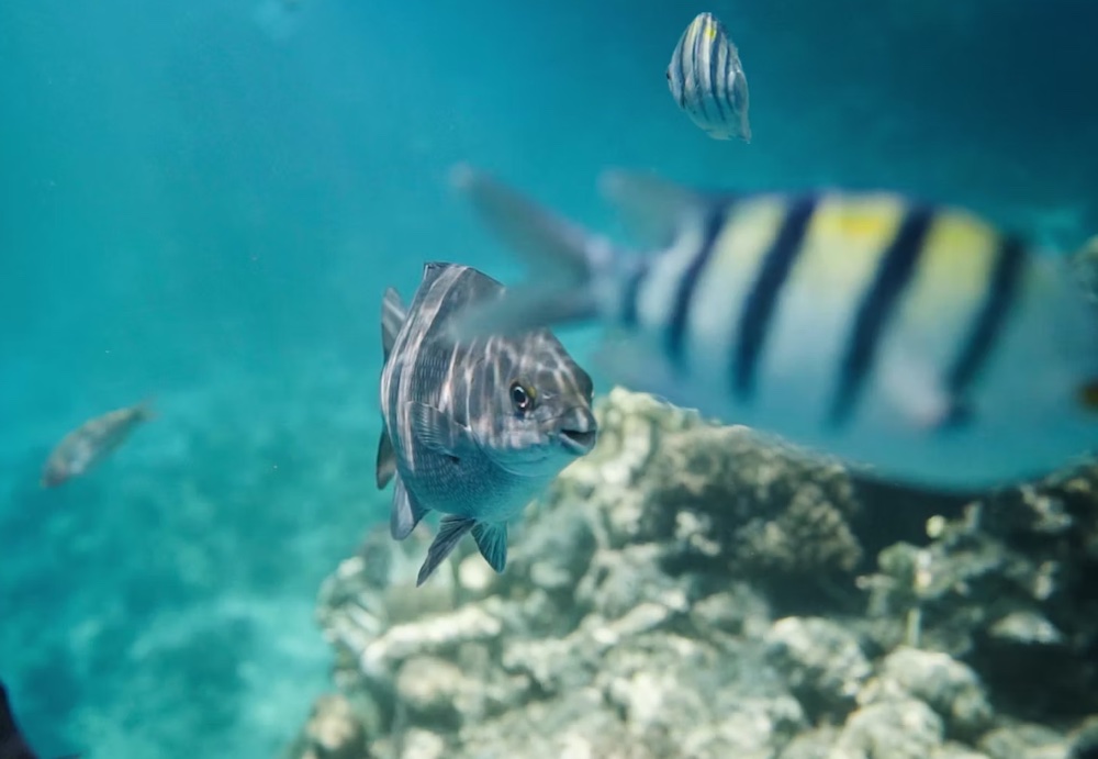 Red Hat apunta a acelerar la protección de los océanos con IA